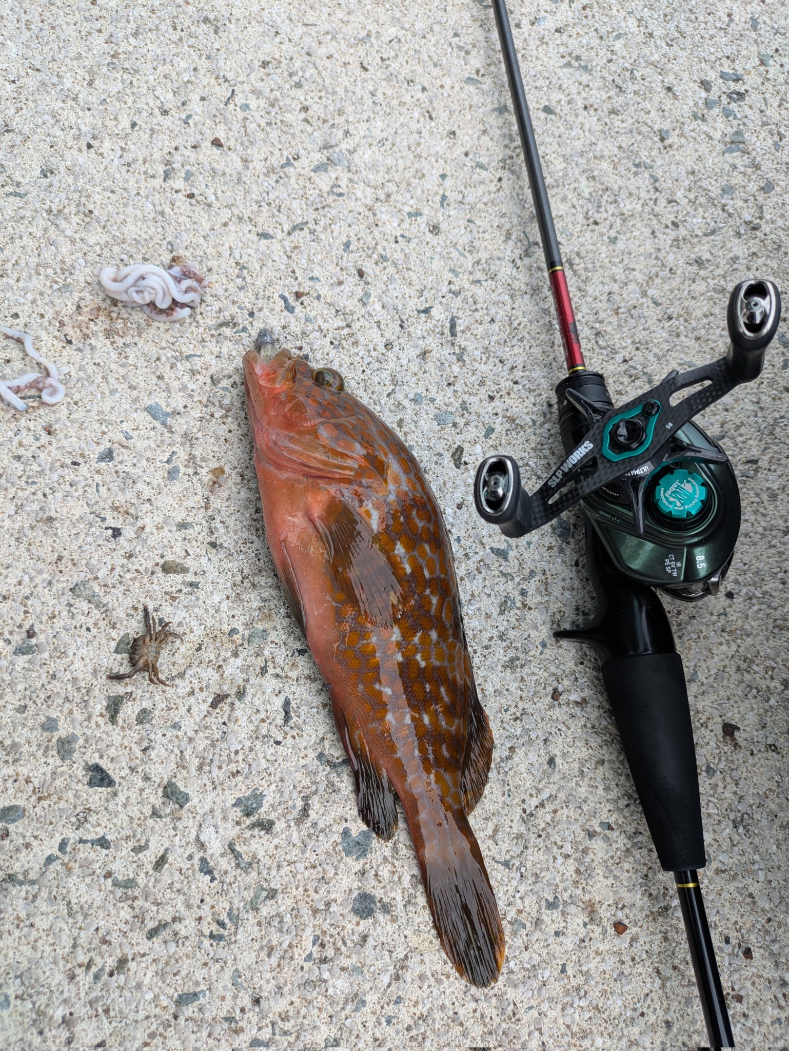 早いもの勝ち❗️ビッグベイトまとめ売り❗️ THEKbaits / fishing maker | 本命外して移動したら1投でした