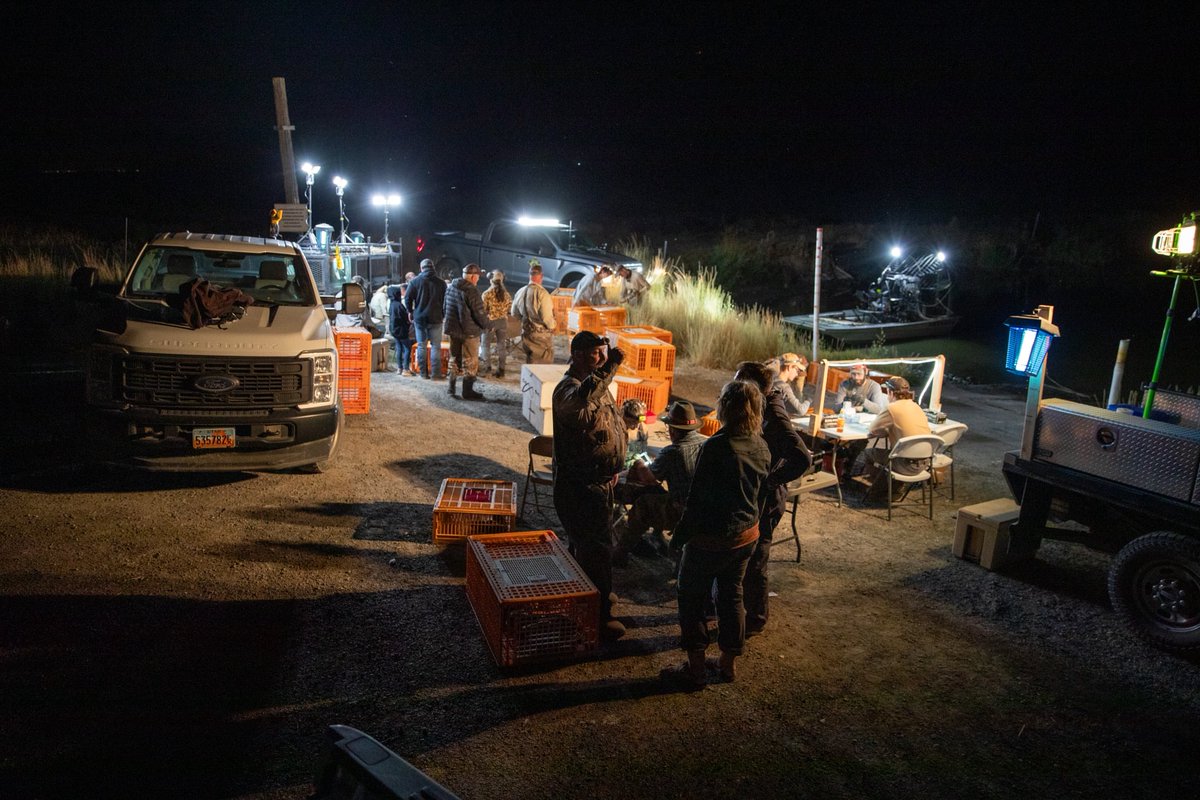 Hard to explain what it’s like to be on an airboat at midnight in the wetlands along the Great Salt Lake catching and banding ducks. Just an unforgettable experience with our amazing DNR team earlier this week. 

Duck banding is a way for wildlife biologists to track the