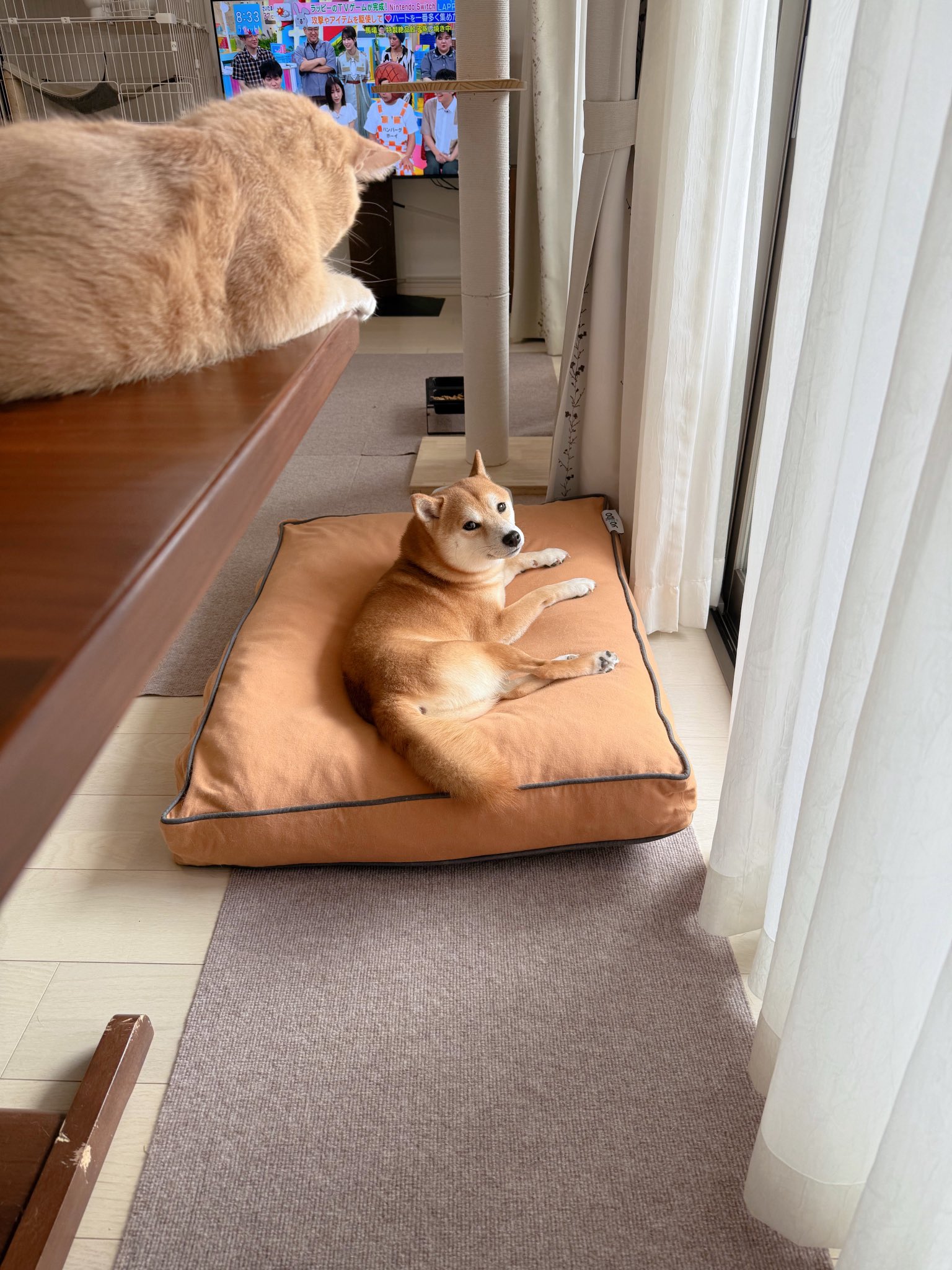 しば犬です。私の汗と涙が染み付いています。 おかかときんぴら on X: 