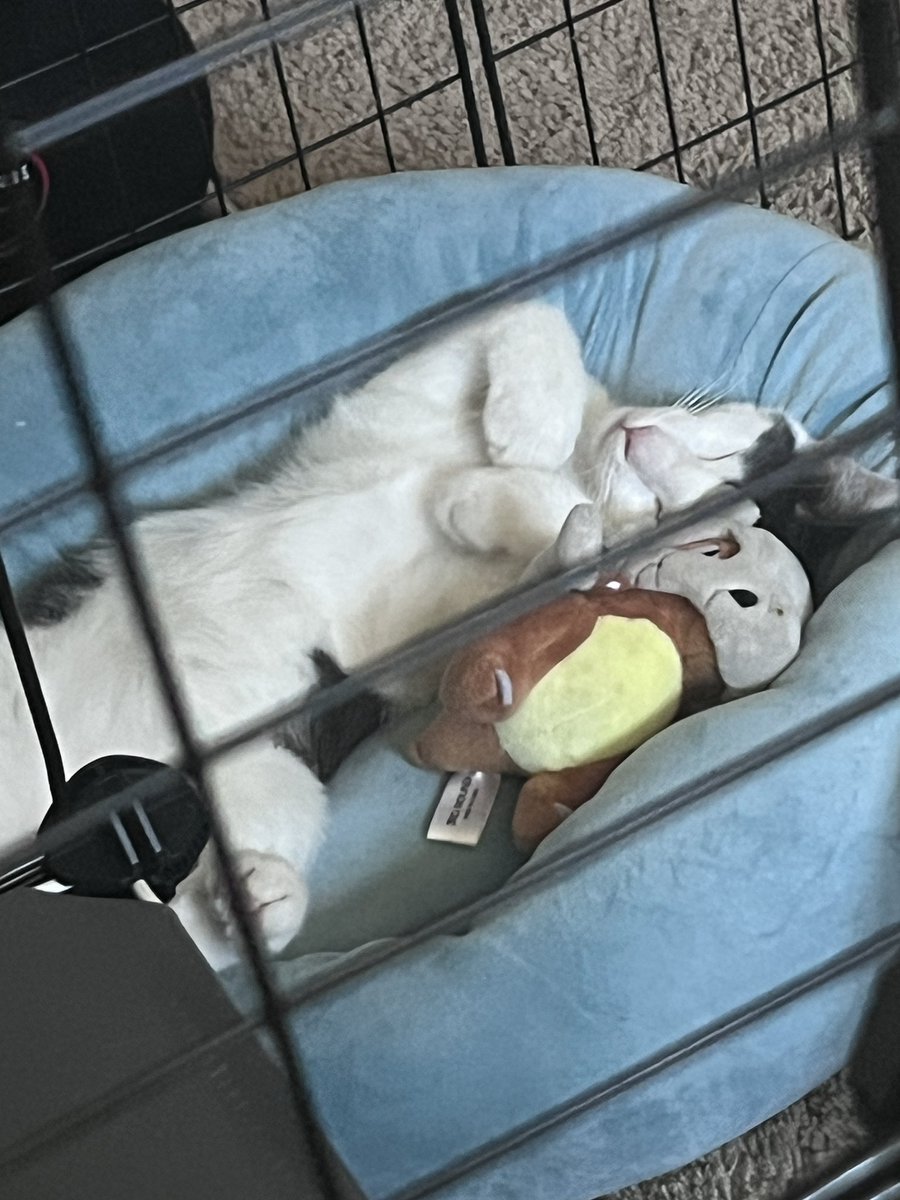 Pokémon!!