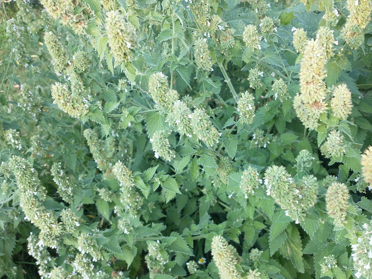 CatnipKittyCat's tweet photo. The transition: the former #catnip #flower #bud clusters are now developing into thick and dense #seed bud clusters but still have some #flowers and #bees mixed in. These will continue to transition and begin to dry a bit on the plant looking more golden colored as they do. #cats https://t.co/eqmtqk6F4O