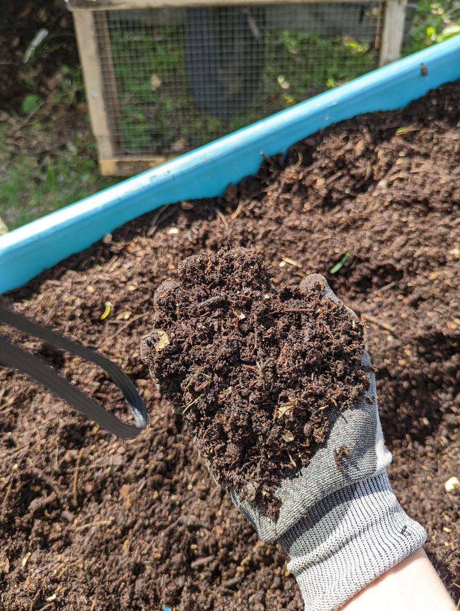 TempleGrower's tweet image. Growing new plants using the decomposed, composted carcasses of their forebears. Pretty metal. #Compost is a big part of my #supersoil mix. And it's got electrolytes (they're what plants crave). Truly closed loop, &amp;amp; as locally sourced as you can get. ♻️🌱
#AsAboveSoBelow