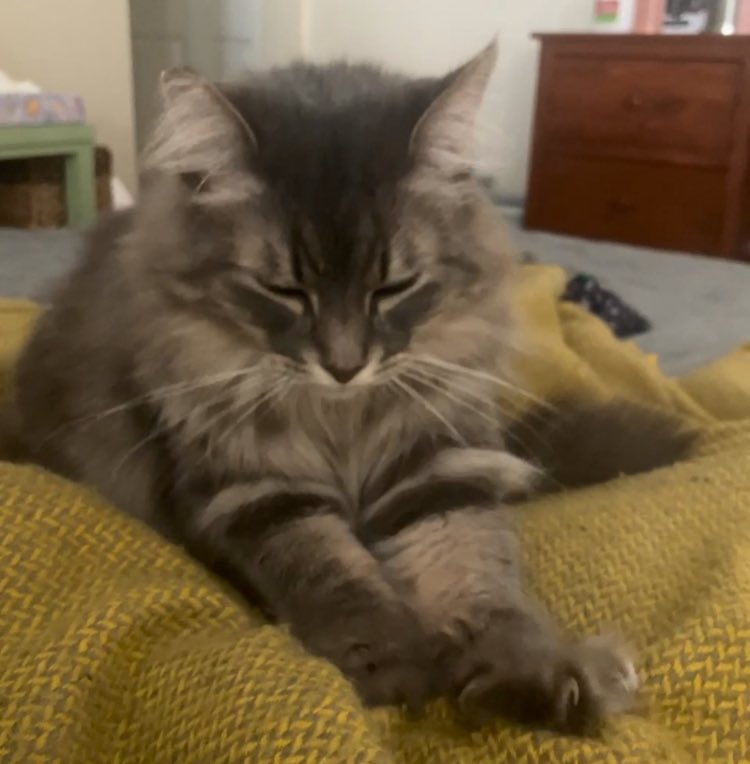 IM NOT A DORITOE IM A VERY NON-POINTY AND NOT TRIANGULAR TABBY ,