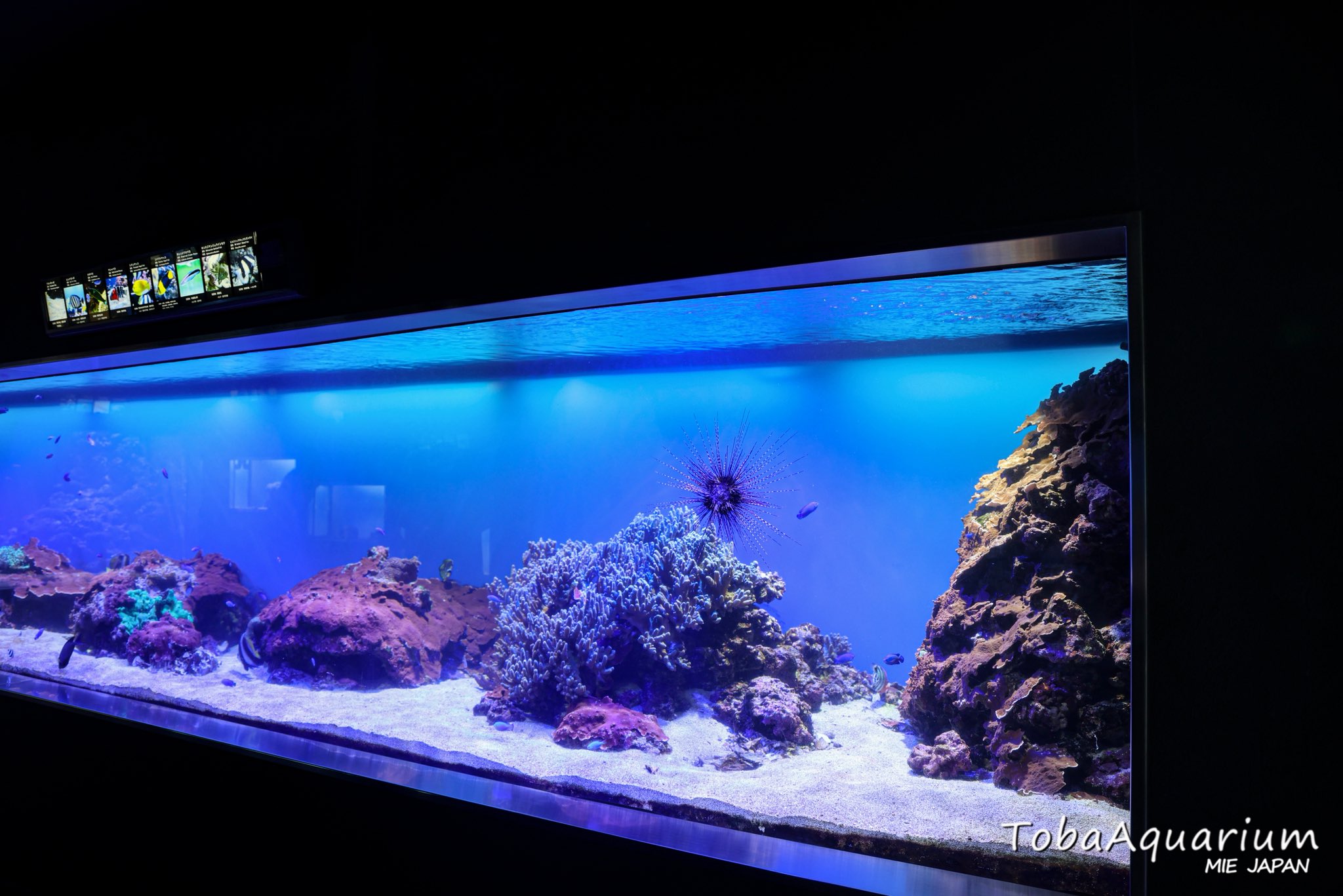 鳥羽水族館（TOBA AQUARIUM） on X: 