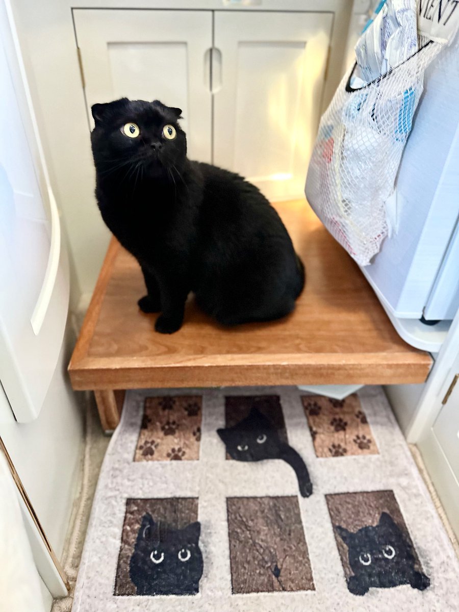 何に活躍したかは定かではないが
お立ち台に上がってしまう黒猫🐈‍⬛