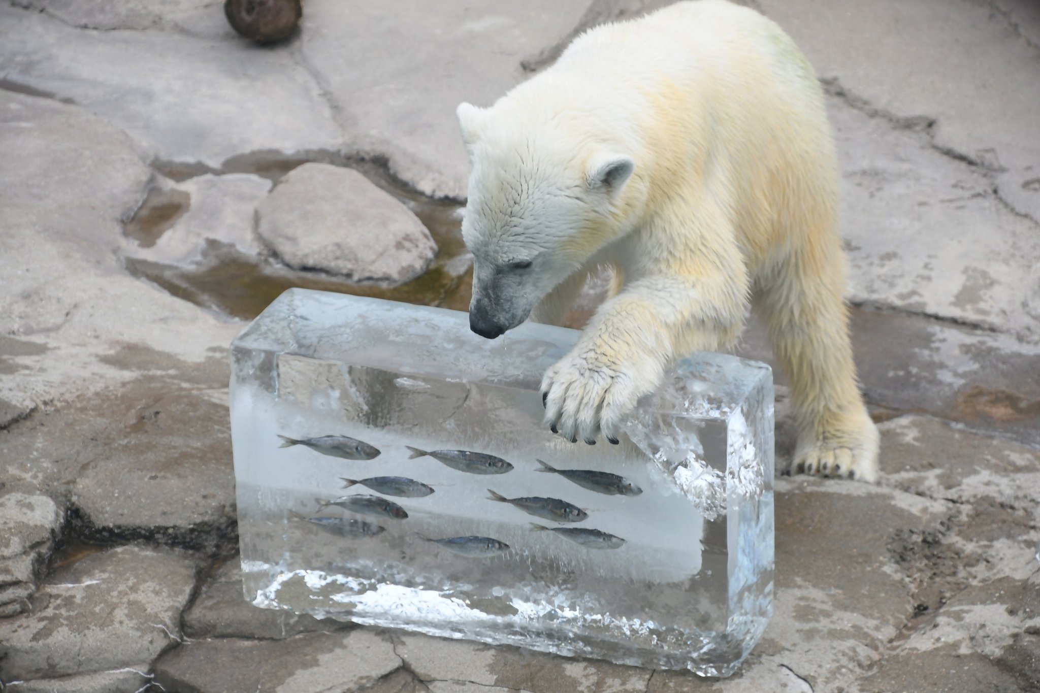 ゆ*ん様 レア♦️未開封♦️2004個展クリアファイル 王子動物園 2代目コウコ こどもっとKOBE on X: 