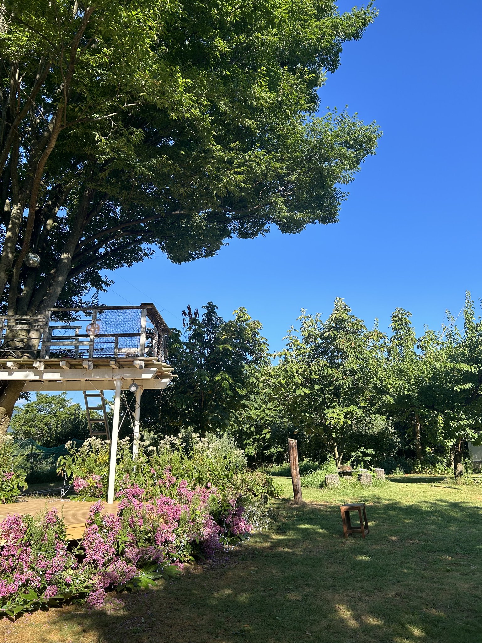 紅水晶 桜の木オブジェ 賽山千樹 2023年7月 | SAPPORO FRUIT GARDEN