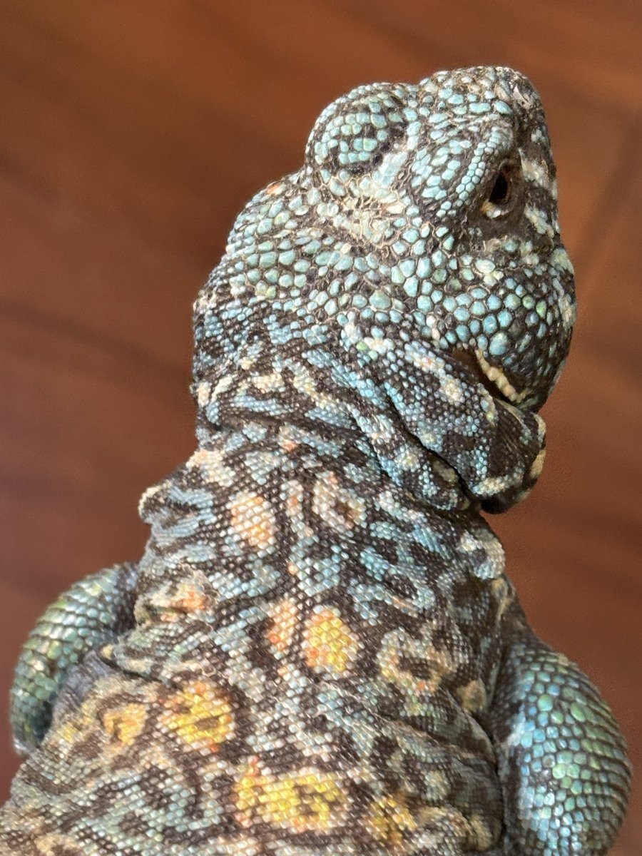 発色発育良好😆
うちにいるおっさんの中で1番お気に入り👍

#オルナータトゲオアガマ