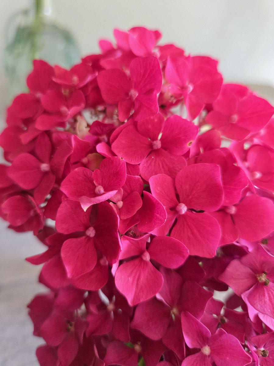 R0sear1n's tweet image. Refreshed and ready for a new week.
#SundayEvening #FlowerPower #FlowerPhotography