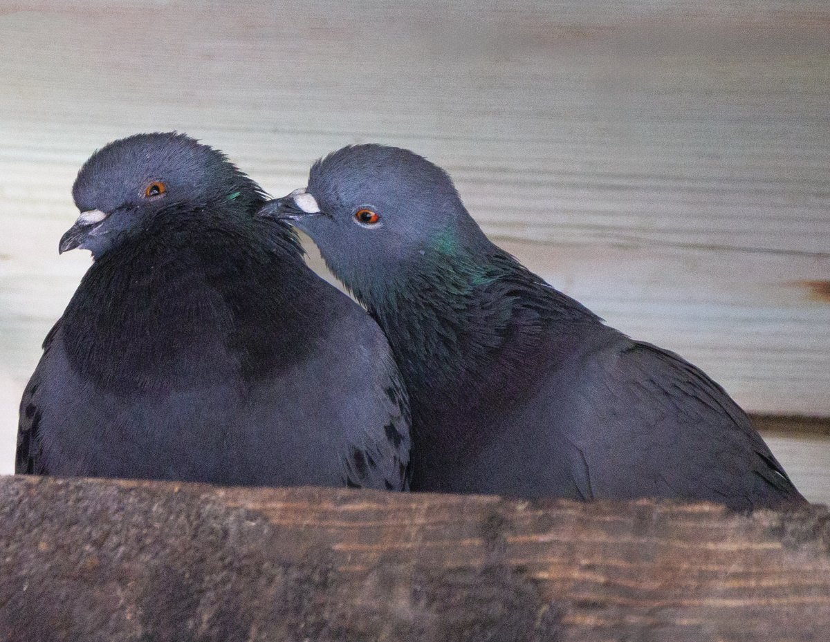 Monday  4 August  
Today’s Daily Picture Theme is 'Looking Up'

RT or reply with your own photo   

Tomorrow’s theme will be ‘Movement' 

#DailyPictureTheme   #Looking Up  to find ......💕!!