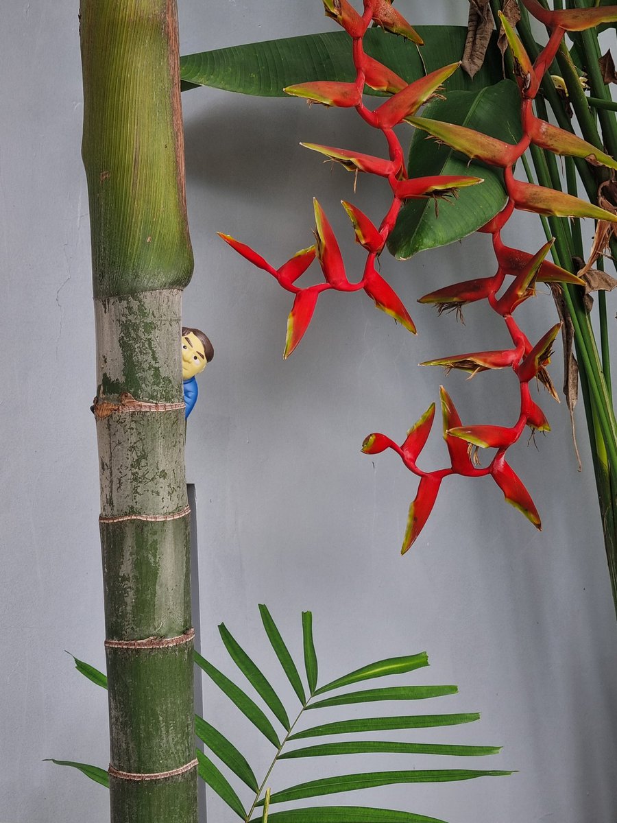 JamesBellAccntg's tweet photo. What a nice surprise –JBA is the June 2025 winner of the Accountancy Insurance Tax Man Adventures competition for our submission of the Tax Man in Bali with Lisa &amp; I in May this year. Thank you Accountancy Insurance, very much appreciated!! [Winning Tax Man Entries entries shown] https://t.co/2g5zMUMRBP