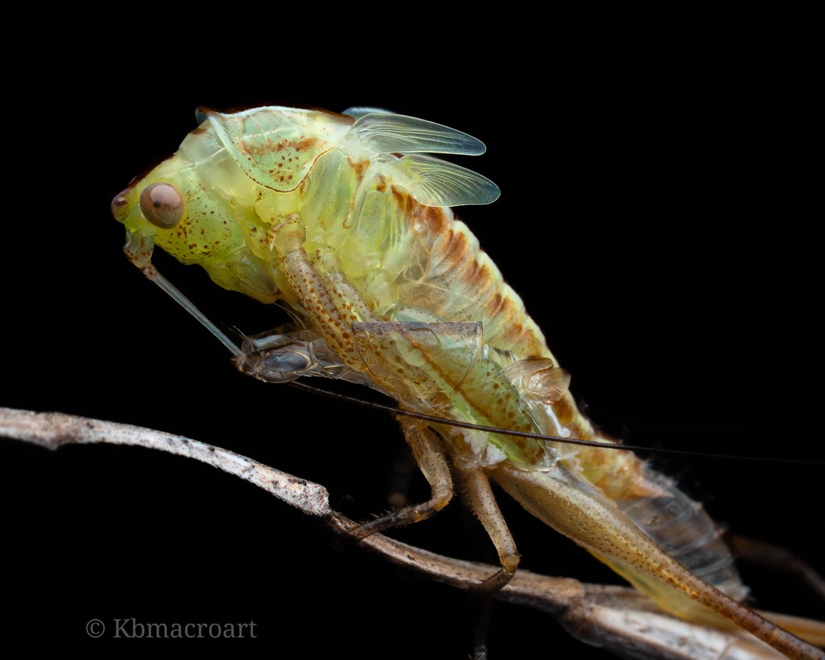 A katydid in mid-molt.