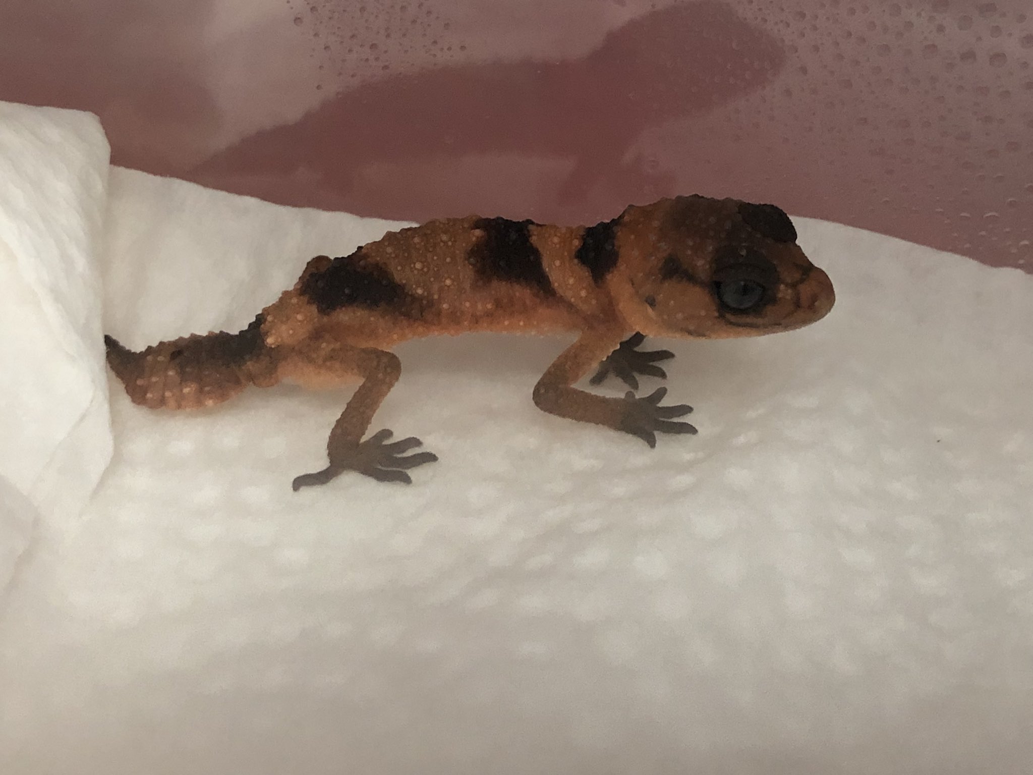 かっぱだよ (@kappa8888) / X