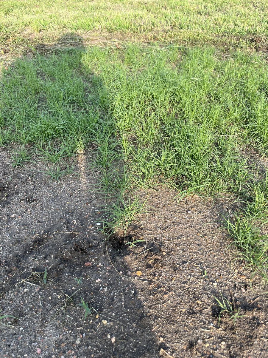 sRugan's tweet photo. 21 days after seeding. https://t.co/0Nm2U7MQm2