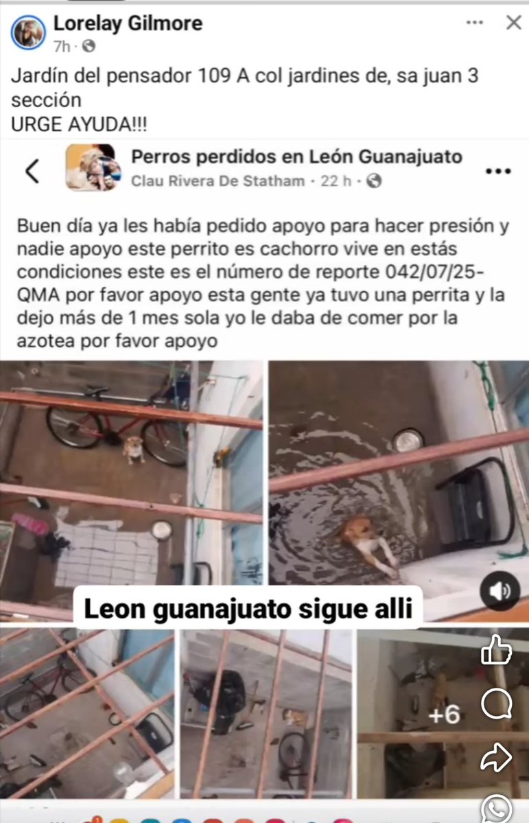 Atención autoridades de <a href="/municipio_leon/">Municipio de León</a> <a href="/Seguridad_Leon/">Secretaría de Seguridad León, Guanajuato</a> urge su rescate .CCP.  <a href="/LibiaDennise/">Libia Dennise</a>