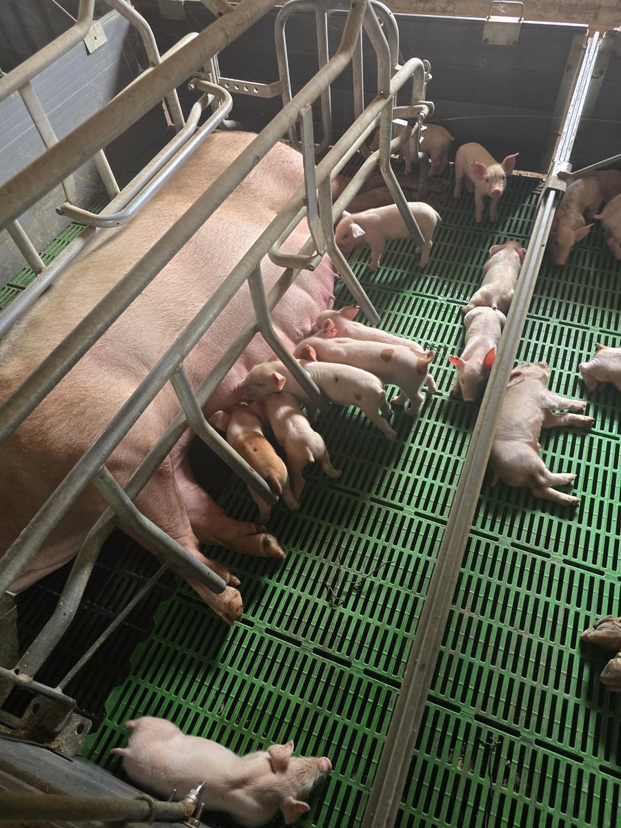 This Civil Engineer earned $215,000 over his 11-year career.

Then, he went off the radar for a few months, leaving everyone to assume he had retired.

Instead, he spent 3 years quietly building a US$0.9 million piggery empire. Here’s how:

After deciding to pursue a business