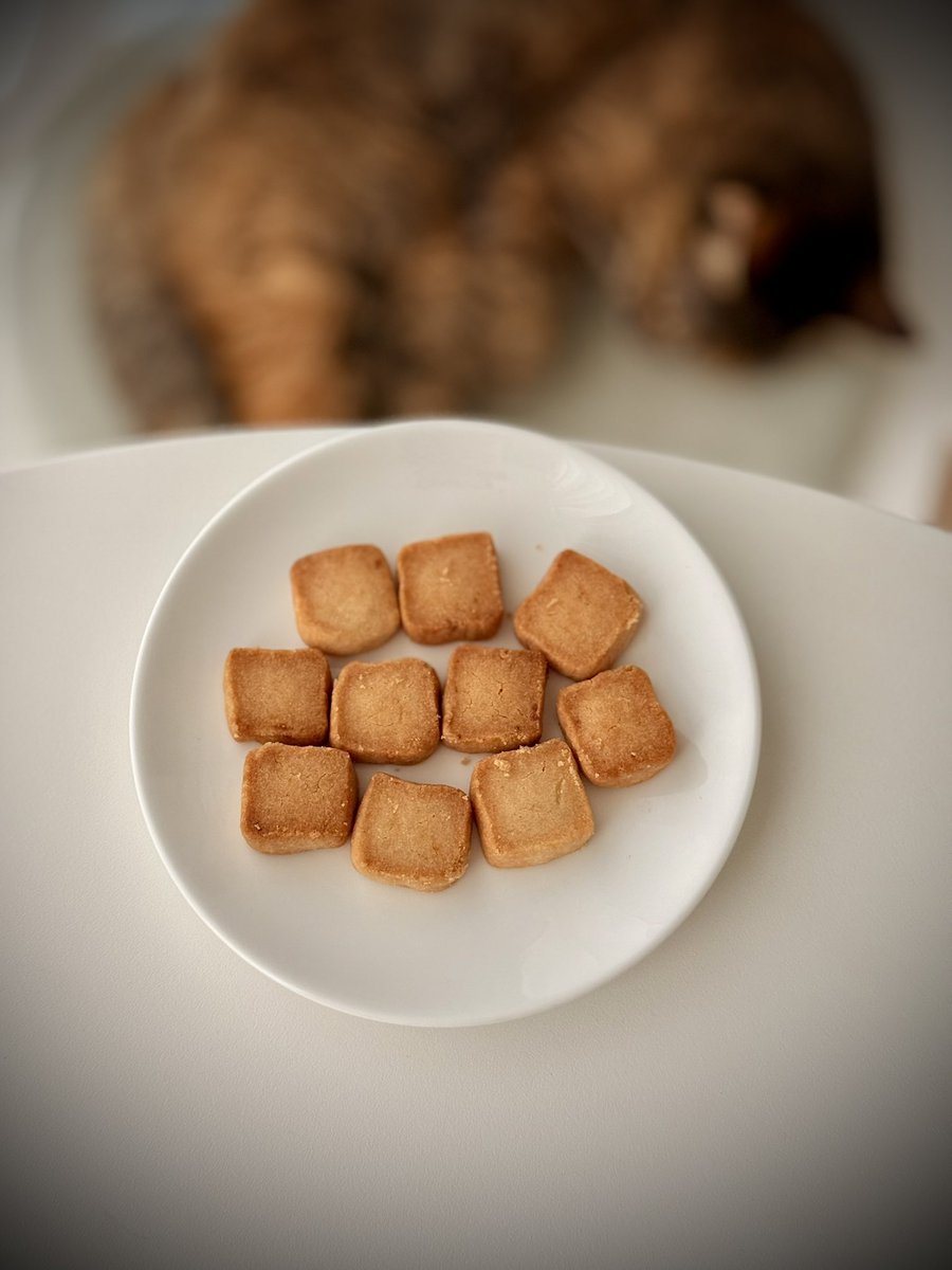epicsweeeeets's tweet photo. 今日のお菓子とネコ。
私のサブレは砂です:)
本物、食べてますか？
#お菓子　#猫のいる幸せ https://t.co/OkPC9HXwKX