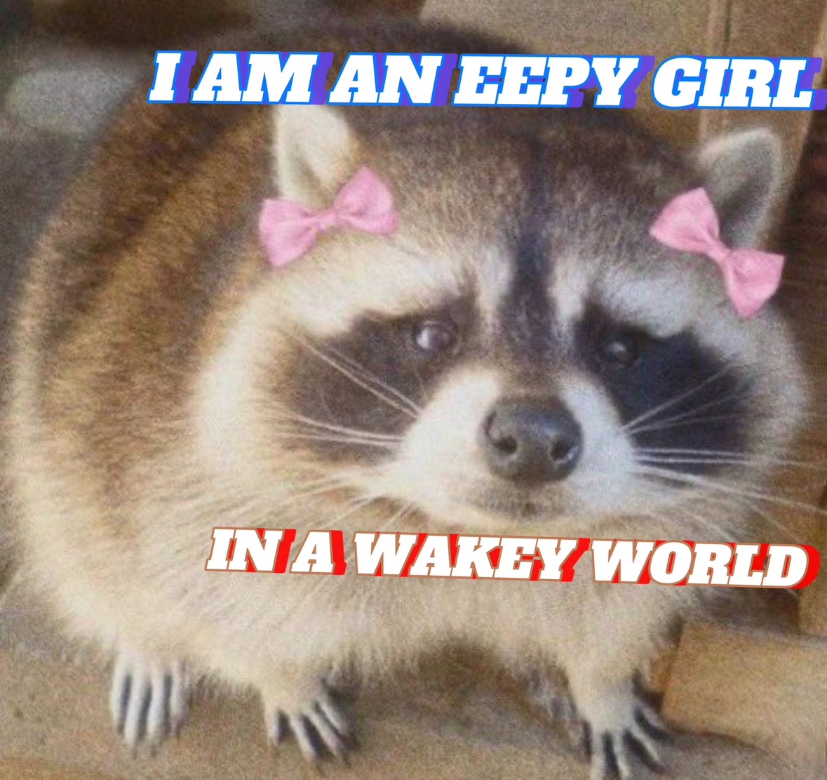 raccoon aesthetic. (@raccoonesthetic) on Twitter photo 