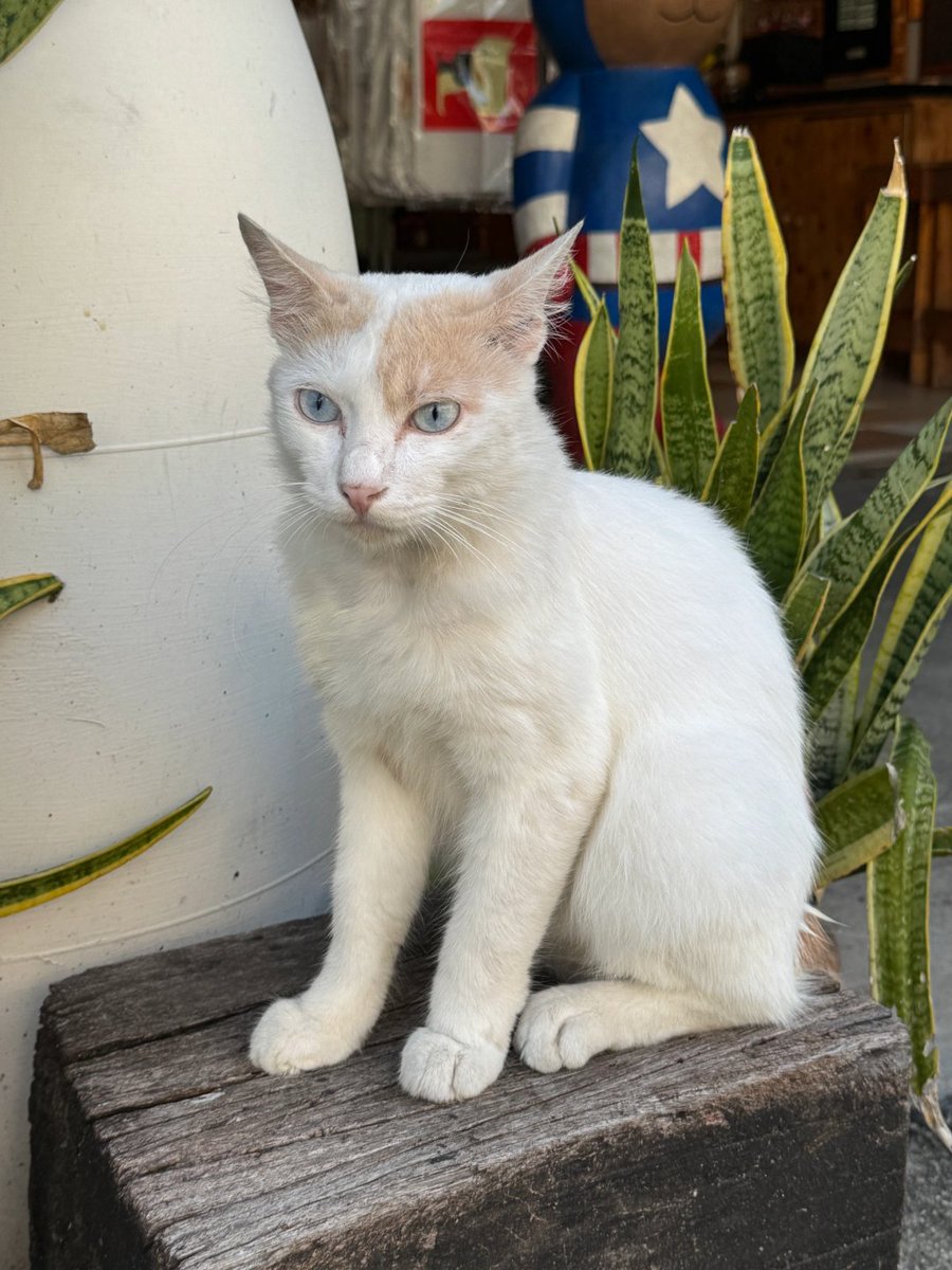 壁画やストリートアート、街のあちこちに見られるグラフィティは、まさにこの街の魂そのものです🎨。
そして、芸術的な猫たち🐱もこの街の魅力の一つ。どこにでも気ままに座っていて、その姿がまるでのんびりとした絵画のようです🌆。