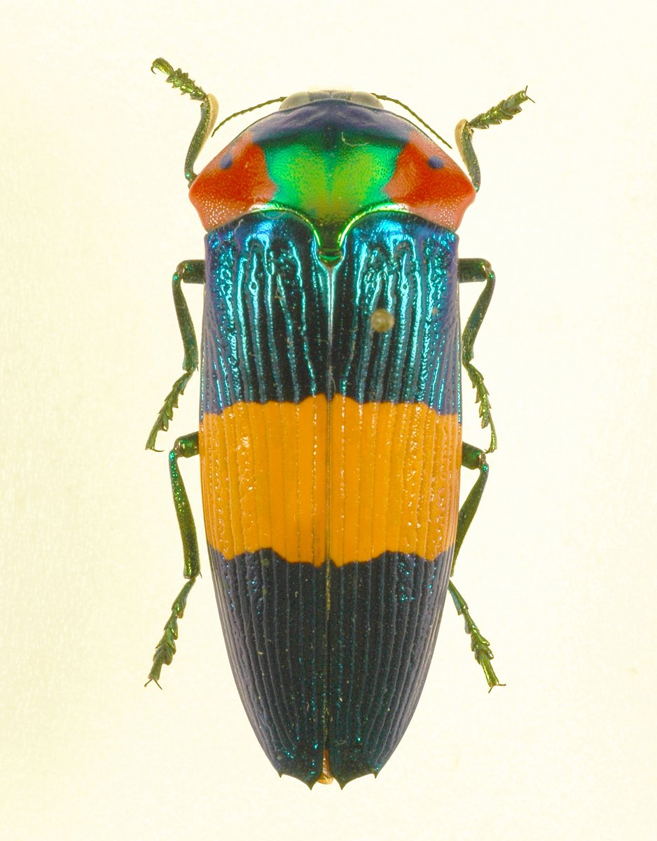 玉蟲展③】 タマムシの仲間には2mmしかない小型種から、手のひらサイズ