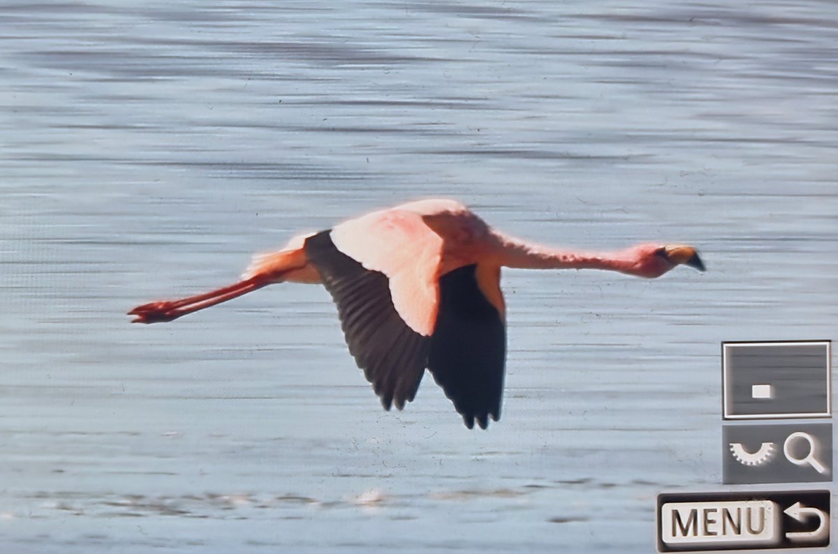 Paul Chapman tweet media