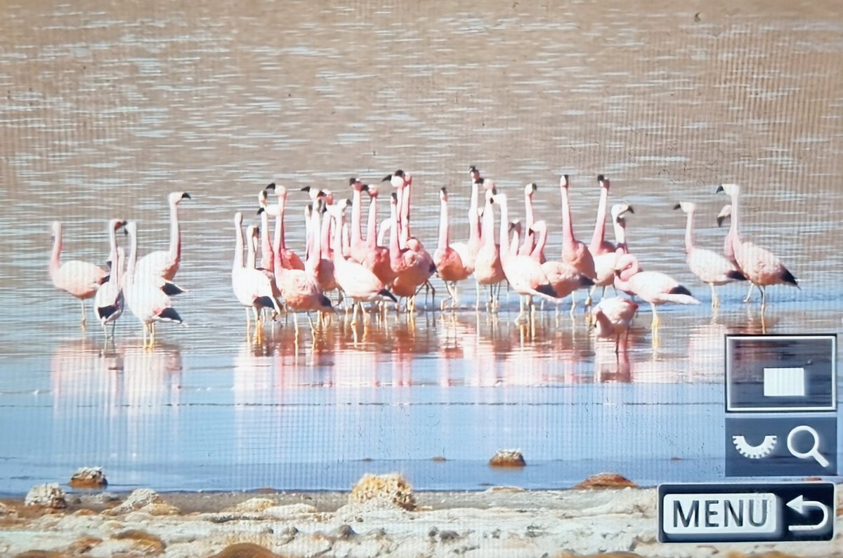 Paul Chapman tweet media