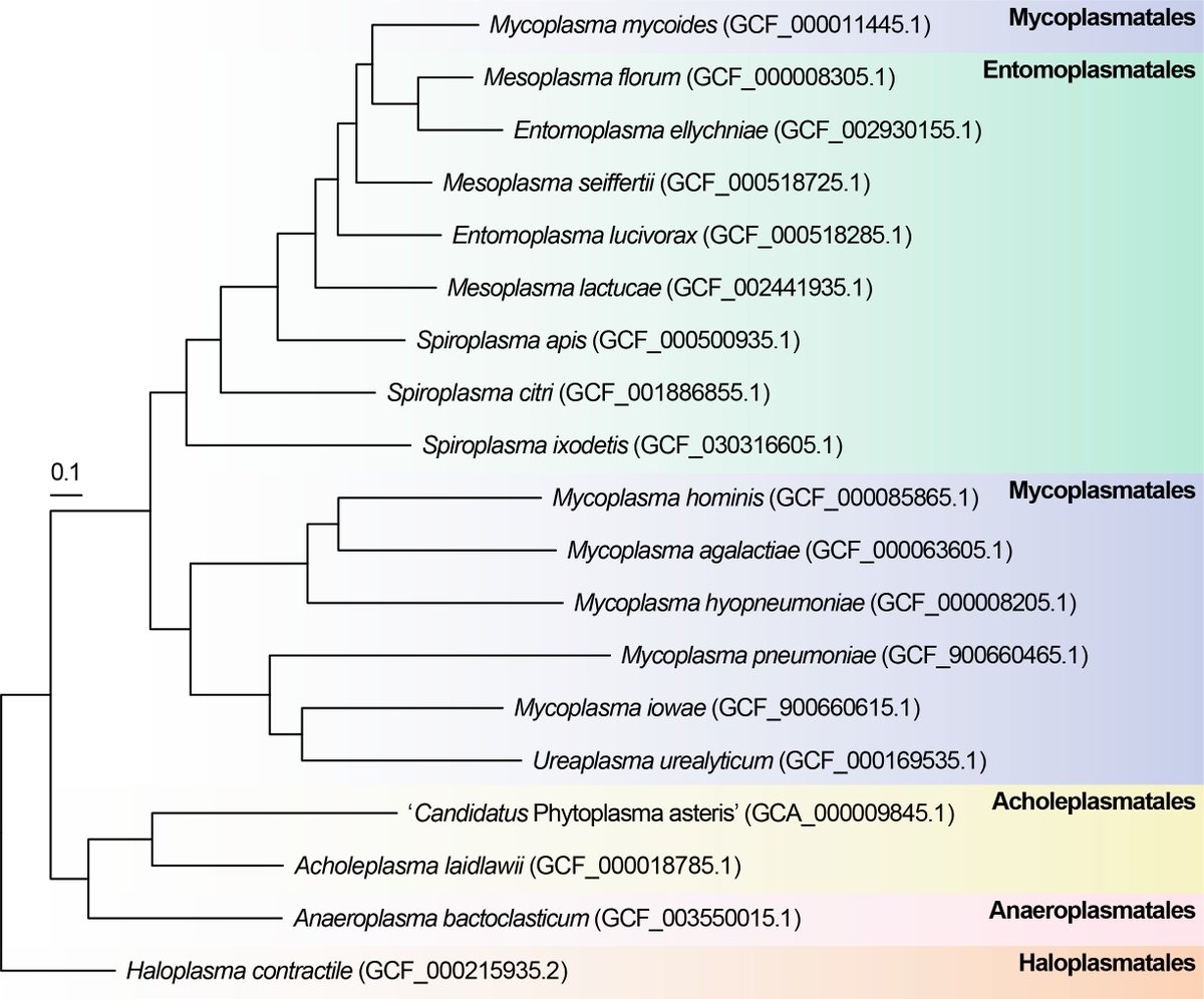 Chih-Horng Kuo (郭志鴻) (@chihhorngkuo) on Twitter photo We’ve updated the Mycoplasmatota phylum chapter for Bergey’s Manual of Systematics of Archaea and Bacteria <a href="/BISMiS_/">Bergey's Intl. Society for Microbial Systematics</a>
doi.org/10.1002/978111…
Grateful to Gail Gasparich <a href="/Ville_Provost/">Gail Gasparich</a> for leading the effort, and to my student Shen-Chian Pei <a href="/chian_shen/">Shen-Chian Pei</a> for his assistance. We’ve updated the Mycoplasmatota phylum chapter for Bergey’s Manual of Systematics of Archaea and Bacteria <a href="/BISMiS_/">Bergey's Intl. Society for Microbial Systematics</a>
doi.org/10.1002/978111…
Grateful to Gail Gasparich <a href="/Ville_Provost/">Gail Gasparich</a> for leading the effort, and to my student Shen-Chian Pei <a href="/chian_shen/">Shen-Chian Pei</a> for his assistance.