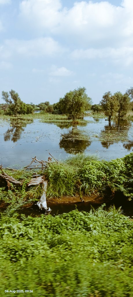 laxmansingh3254's tweet image. आज बालोतरा से जोधपुर जाते समय डोली गांव में 
गंदा पानी का भराव देखा आंखे नम हो गई 
लोगों के घरों के अंदर पानी घुसा हुआ था उनके घर से बाहर निकलना भी मुश्किल हो गया है उप स्वास्थ्य केंद्र हो या स्कूल हो सब जगह पानी ही पानी खेत तो कोई काम के है ही नहीं  किया खेती करे@BhajanlalBjp