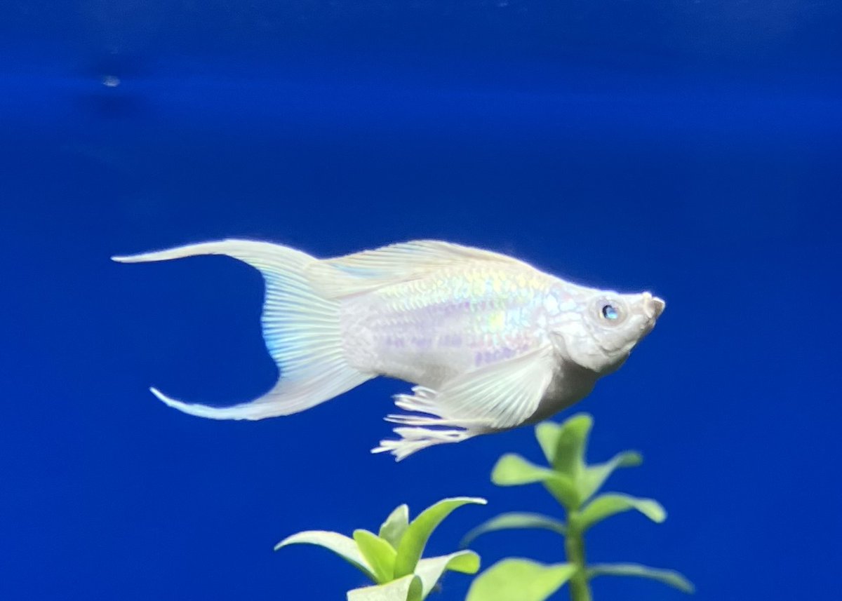 【新品、未使用・静岡 熱海限定・ 花火大会ver・金魚⭐️キティレア⭐️ かねだい千葉店 on X: 