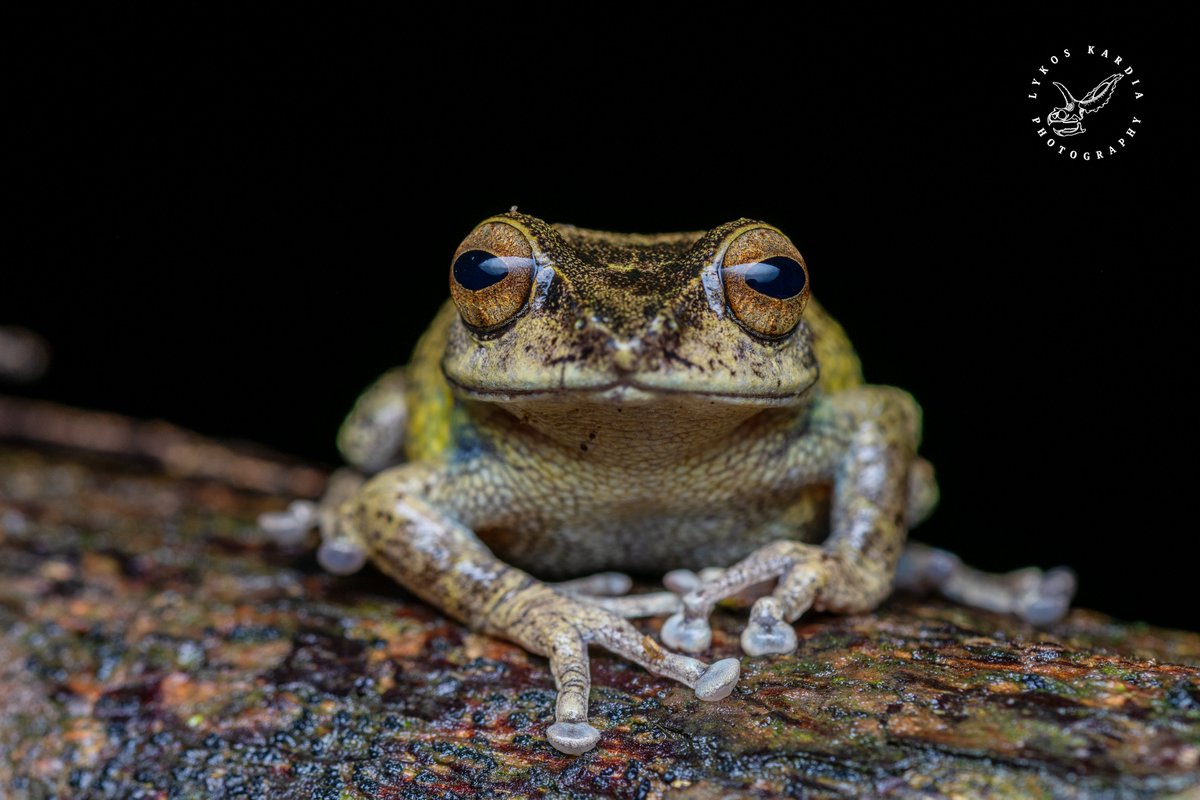 A curious little frog from my #WesternGhats trip last month; highly endangered &amp; severely threatened by the loss of habitat due to tea &amp; eucalyptus plantations in the hilly Munnar region.

Munnar Bush Frog
𝘙𝘢𝘰𝘳𝘤𝘩𝘦𝘴𝘵𝘦𝘴 𝘮𝘶𝘯𝘯𝘢𝘳𝘦𝘯𝘴𝘪𝘴
Munnar - India, July ’25