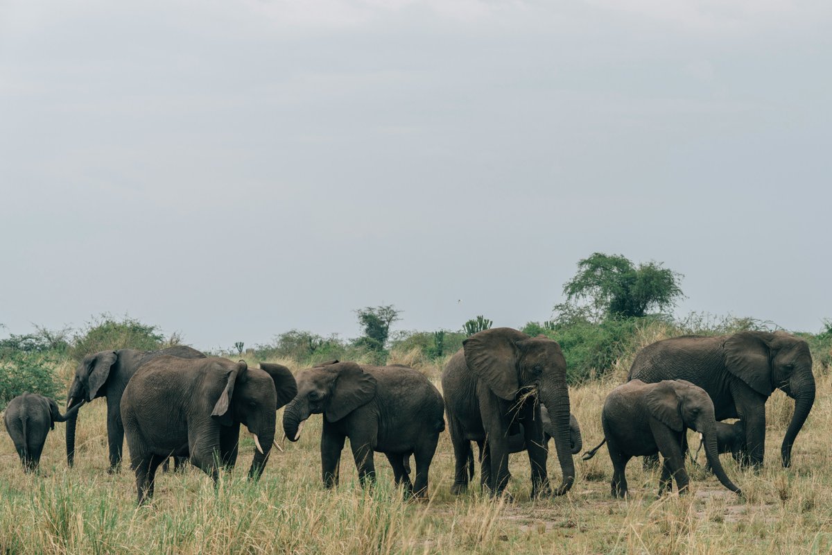 Gentle Giants Safaris - DMC tweet media