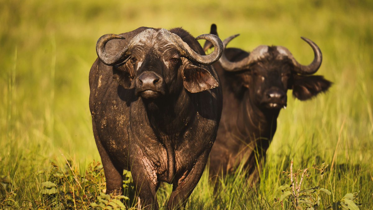 Gentle Giants Safaris - DMC tweet media