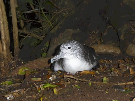 【推計】準絶滅危惧種の海鳥、野生化したネコが年3万羽以上捕食か 伊豆諸島・御蔵島
news.livedoor.com/article/detail…

「オオミズナギドリ」は警戒心が低く、ノネコに捕食されていることは知られていたが、詳細は不明だった。チームはノネコのフンから、1匹が年330羽捕食していると推計。