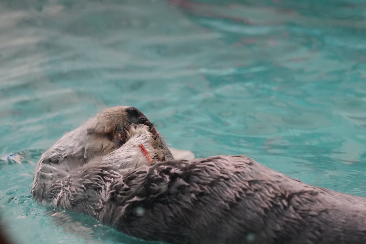 人間がひじにこめ粒つけてるみたいに、ラッコもひじにえびのしっぽつけてることあるんだな
なんか親近感😊

メイちゃんついてるよ～