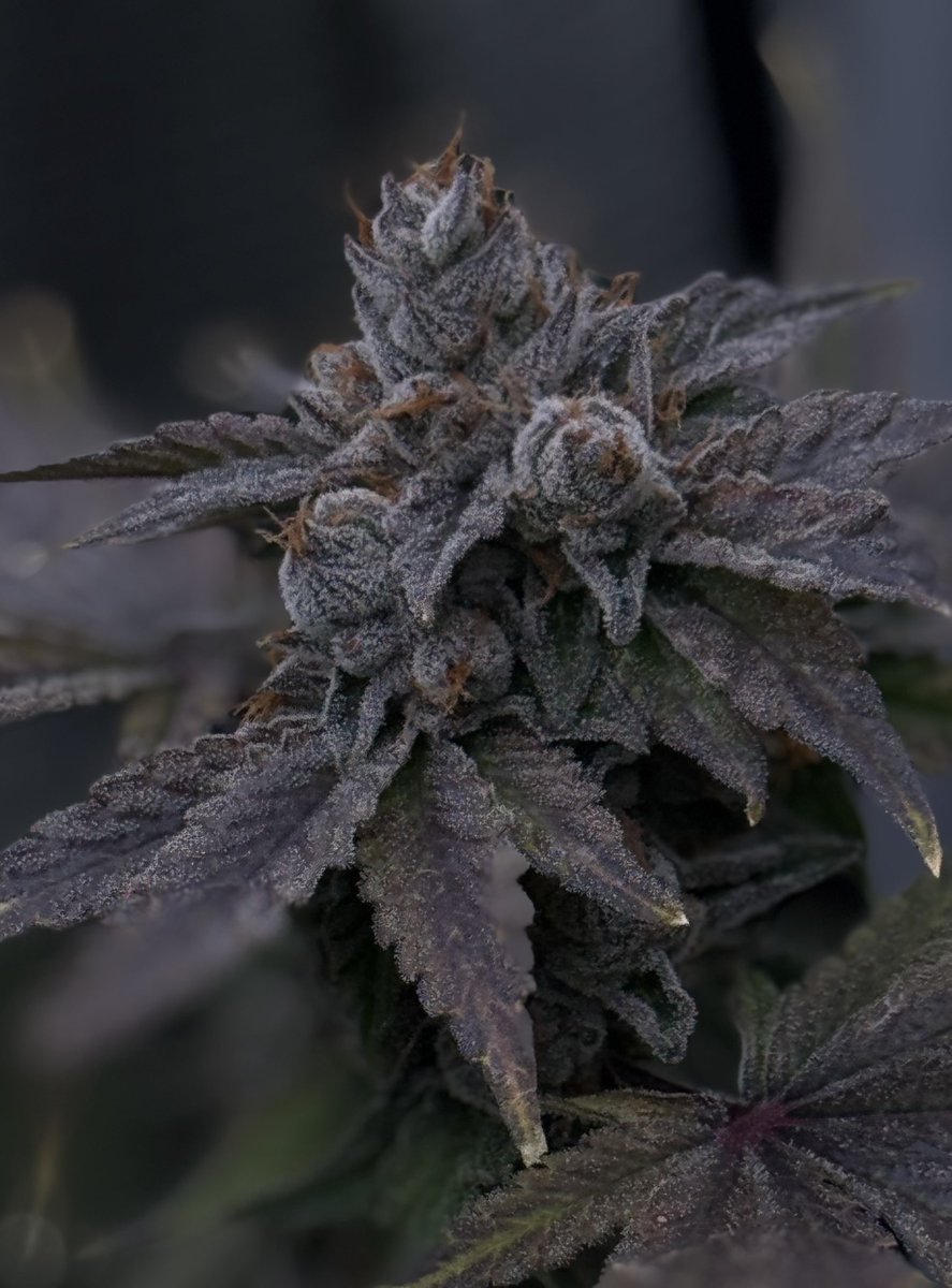 RedEyesFarm's tweet photo. 91 Type @twodogseeds #Recipes #Ogkb #ForumGsc #91 #Chem91 .. Beans and Niche cut selections available. https://t.co/OQ1hBMXbVE