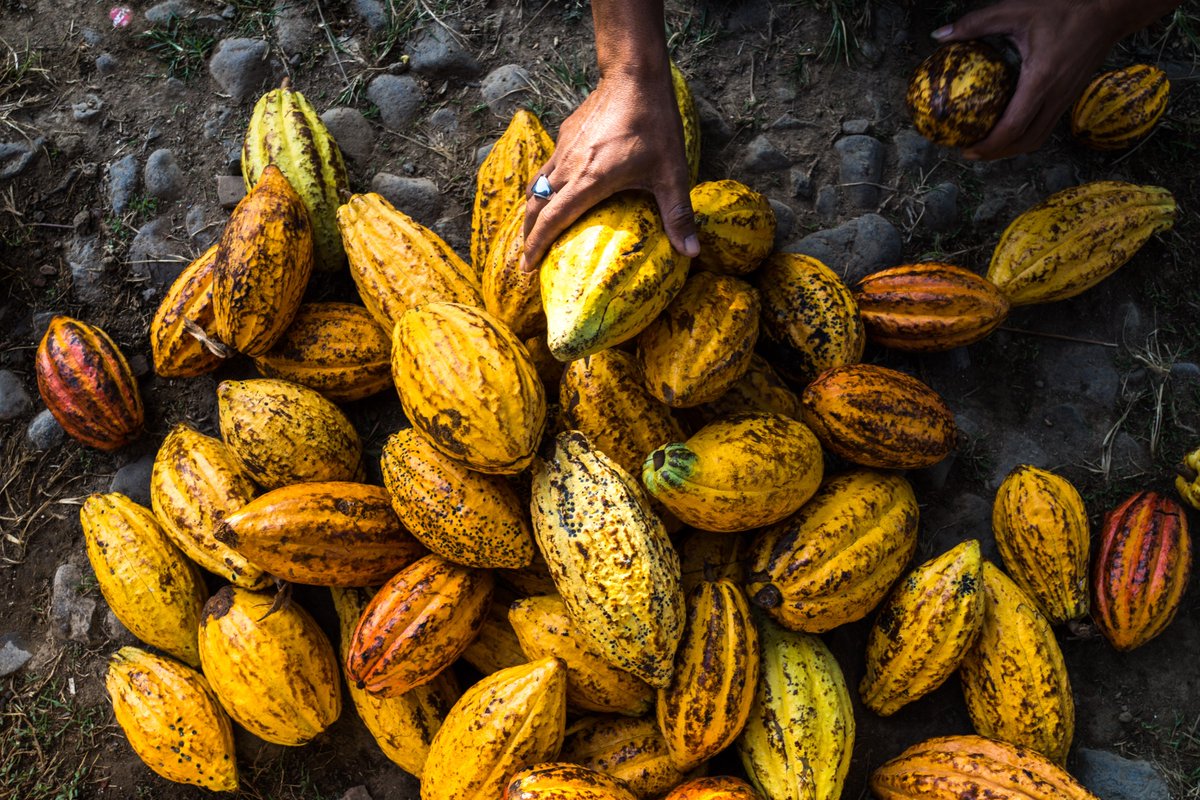 Ugandan cocoa farmers are boosting their income with a simple, locally made fermenting box!🍫

It's faster and accessible for women and people with disabilities, producing premium, chocolate-ready beans for export.

A small innovation with a big impact. ⬇️
ow.ly/C0Zu50WkS6F