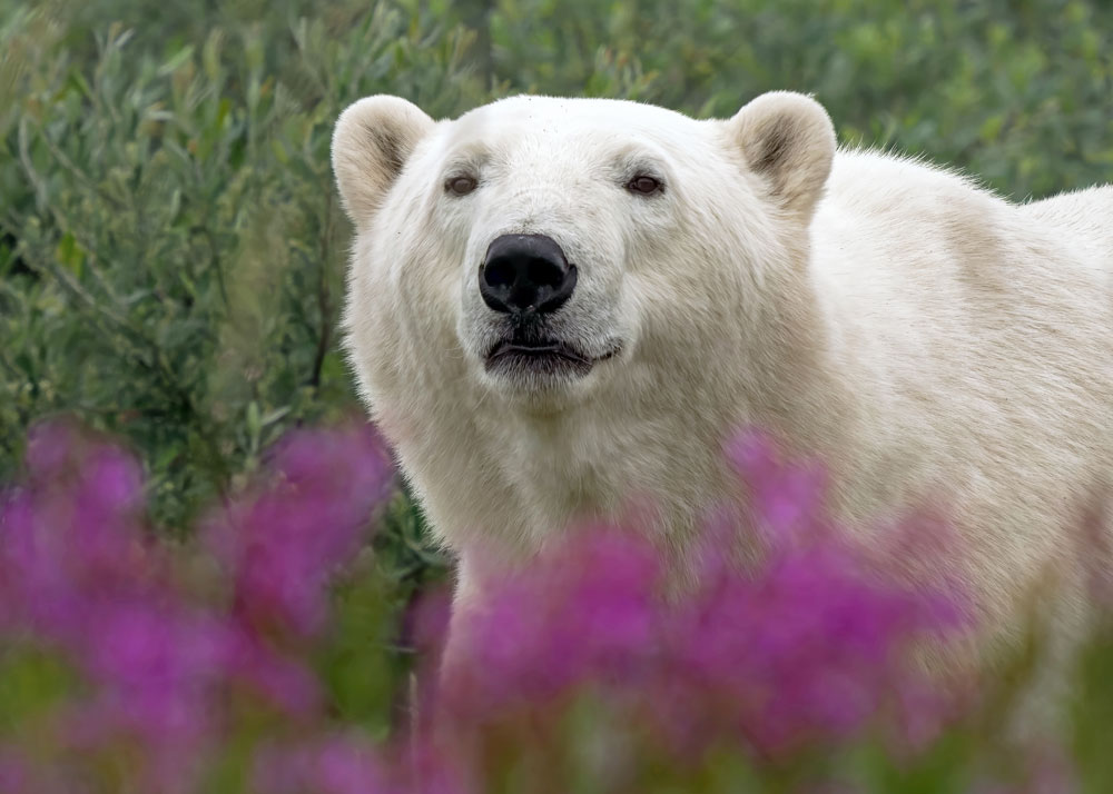 ChurchillWild's tweet image. When Summer Polar Bears Get Too Close For Long Lenses churchillwild.com/when-summer-po… 

#ChurchillWild #ChurchillWildSafaris #GroundLevel #PolarBear #WildlifePhotography #Luxury #Summer #PolarBearSafaris #PolarBearTours #PolarBears #Churchill #HudsonBay #Doctors #Travel #Manitoba