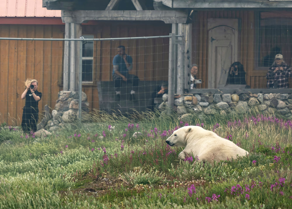 ChurchillWild's tweet image. When Summer Polar Bears Get Too Close For Long Lenses churchillwild.com/when-summer-po… 

#ChurchillWild #ChurchillWildSafaris #GroundLevel #PolarBear #WildlifePhotography #Luxury #Summer #PolarBearSafaris #PolarBearTours #PolarBears #Churchill #HudsonBay #Doctors #Travel #Manitoba