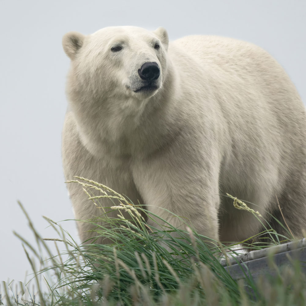 ChurchillWild's tweet image. When Summer Polar Bears Get Too Close For Long Lenses churchillwild.com/when-summer-po… 

#ChurchillWild #ChurchillWildSafaris #GroundLevel #PolarBear #WildlifePhotography #Luxury #Summer #PolarBearSafaris #PolarBearTours #PolarBears #Churchill #HudsonBay #Doctors #Travel #Manitoba