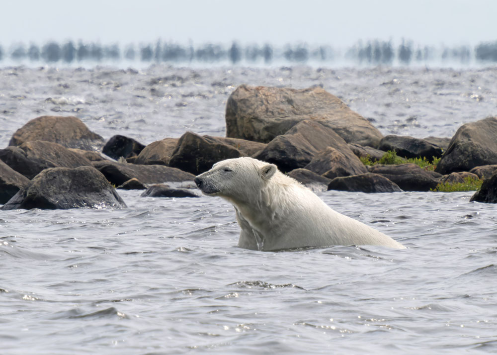 ChurchillWild's tweet image. When Summer Polar Bears Get Too Close For Long Lenses churchillwild.com/when-summer-po… 

#ChurchillWild #ChurchillWildSafaris #GroundLevel #PolarBear #WildlifePhotography #Luxury #Summer #PolarBearSafaris #PolarBearTours #PolarBears #Churchill #HudsonBay #Doctors #Travel #Manitoba