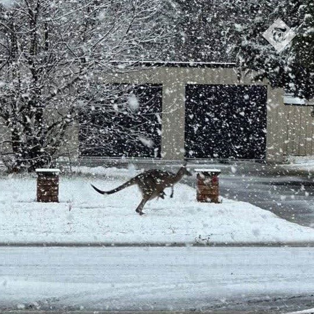 🇦🇺 Australia blanketed in biggest snowfall since mid-80s

New South Wales and Queensland have had the heaviest snow for decades as up to 16in dropped in some areas