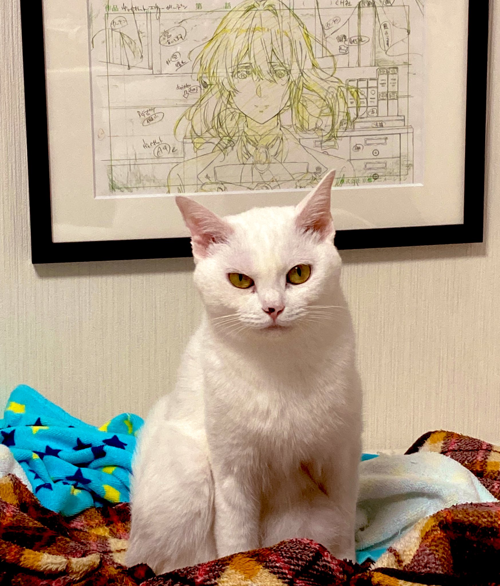 めぐめぐ•*¨*•.¸♬︎★のびねこ★こーば(*ΦωΦ) メキビー on X: 