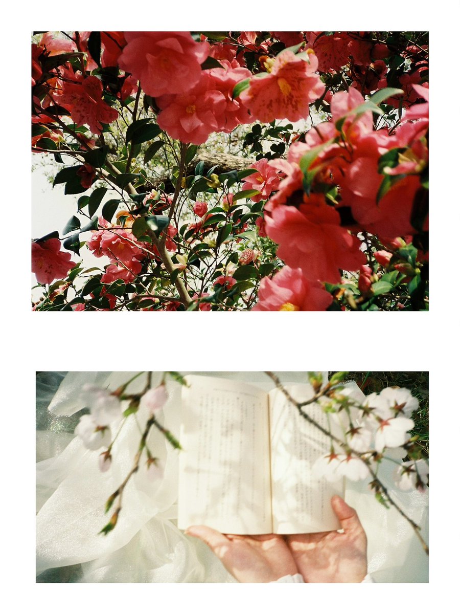 mumei©︎ (@mumeichan_photo) on Twitter photo 