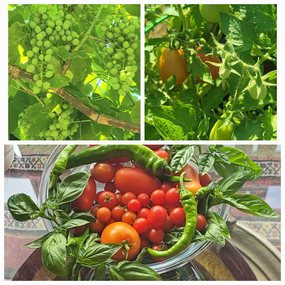 🕊🌞🕊Peaceful new week🕊🌞🕊

Farm in the city

My garden, my 📷