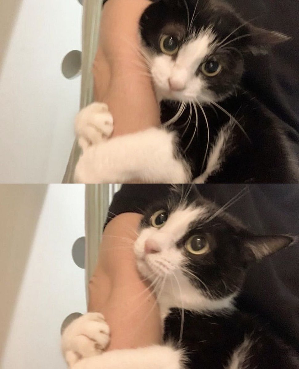 kammy tweet media