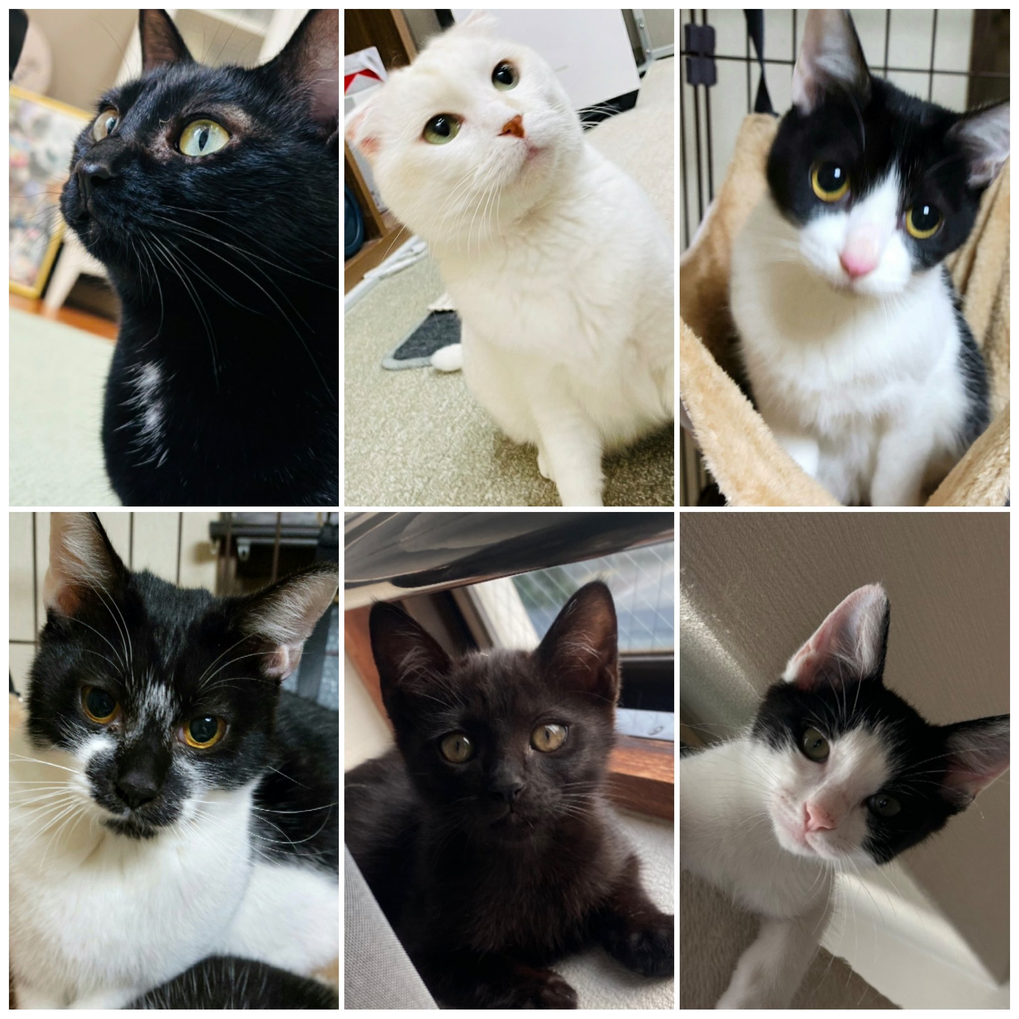 NPO法人おおさかねこネット on X: 