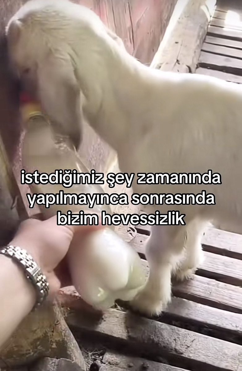 Doğa (@bizbitikya) on Twitter photo 