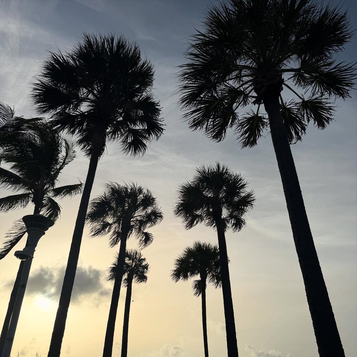 LynVeronn's tweet photo. Sunsets teach resilience beauty that endures, even at the day’s end.
Waves remind us strength can be graceful.
Palm trees thrive in harsh winds, standing tall yet flexible.
A lone figure by the sea reflects the peace of solitude.
May everyone who sees this find their own lesson. https://t.co/MUSP9svGsI