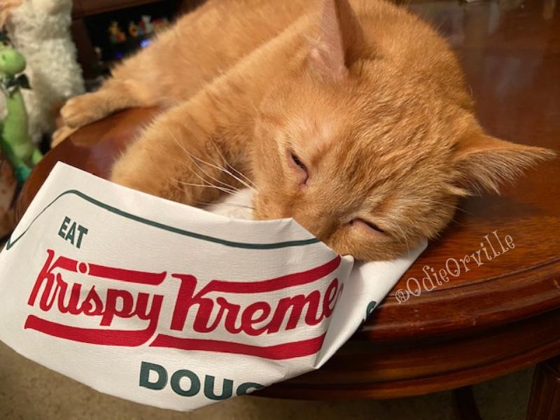 Hello everybody! 😺👋

How was your Donut Sunday? 🍩

I got donuts 🍋🍩 AND a new donut hat. It smells like donuts. 😸