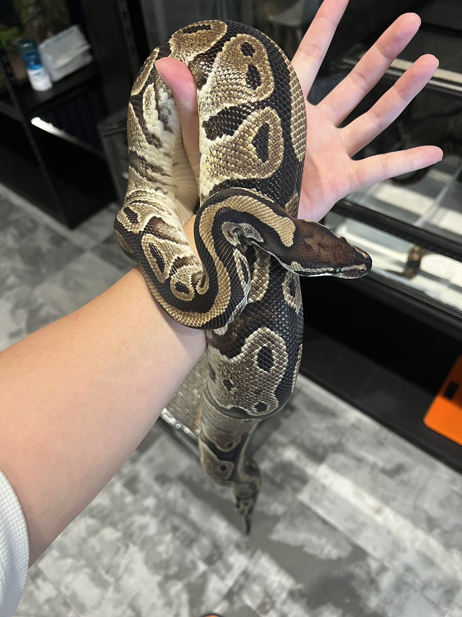 reptiles_edge's tweet photo. どっちがノーマルのボールパイソンでしょうか？ https://t.co/lGxdW8Cqeu